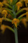 Crested yellow orchid